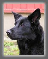 ALLEGRA