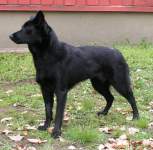 ALLEGRA2