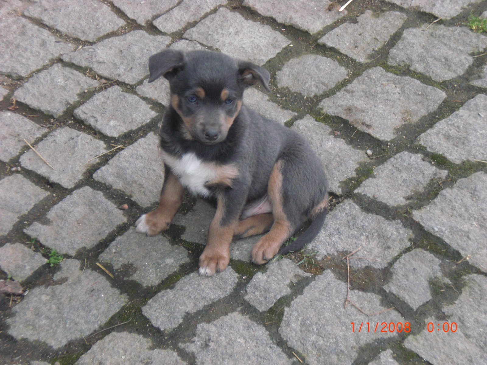 Bruno